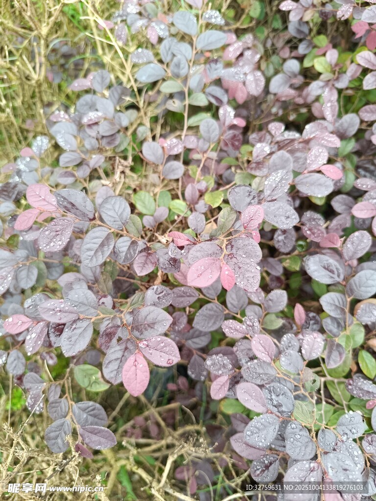 紫叶小檗植物特写
