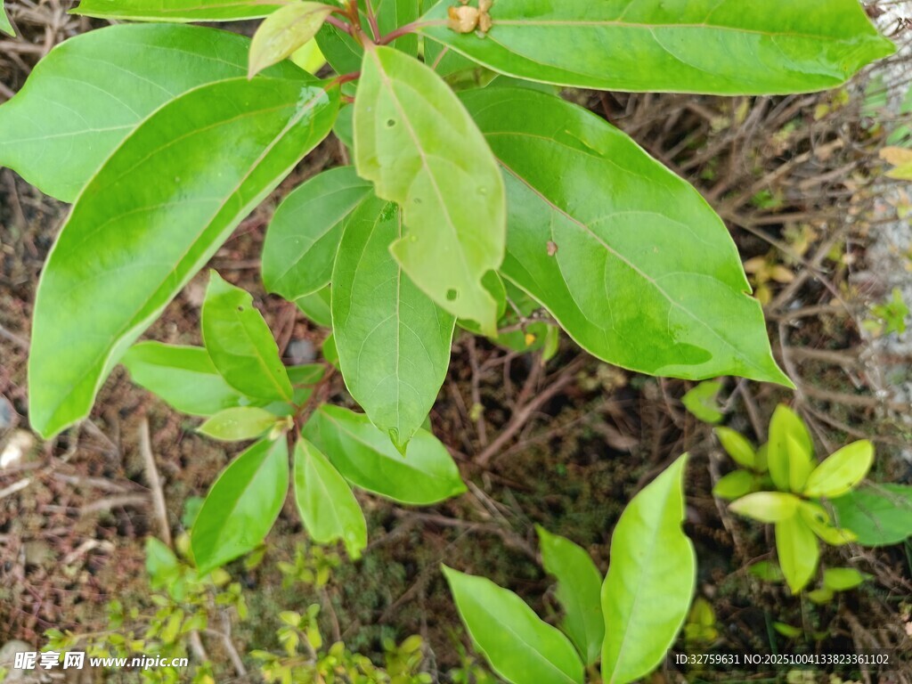 绿叶植物特写