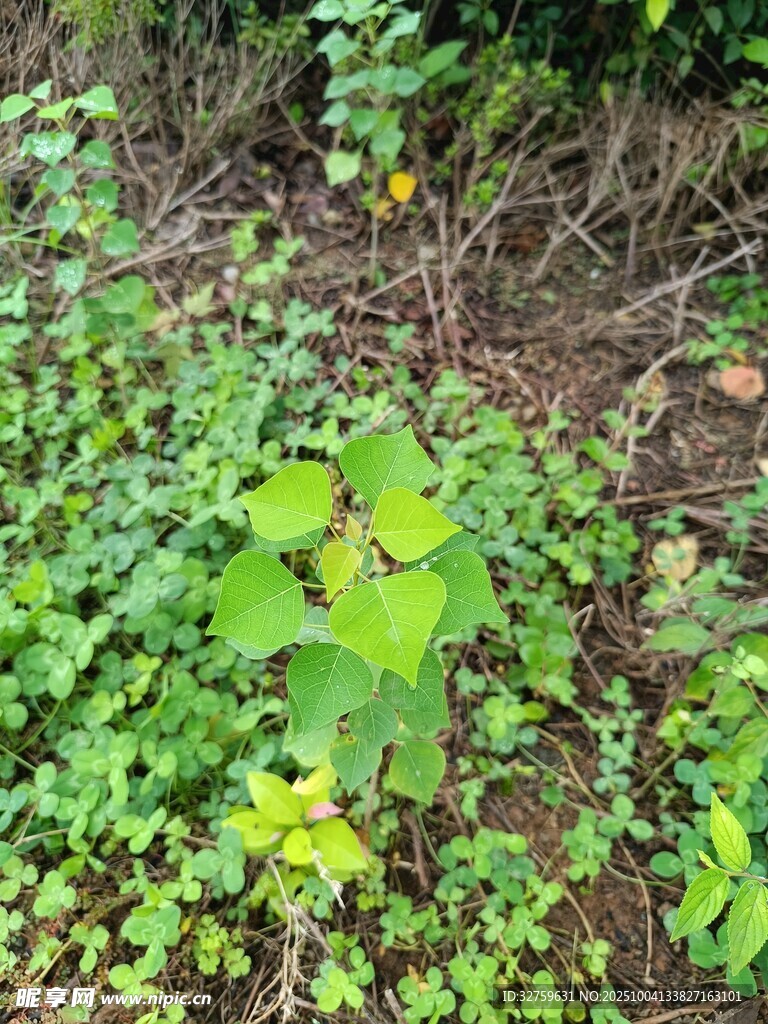 地面绿植景观
