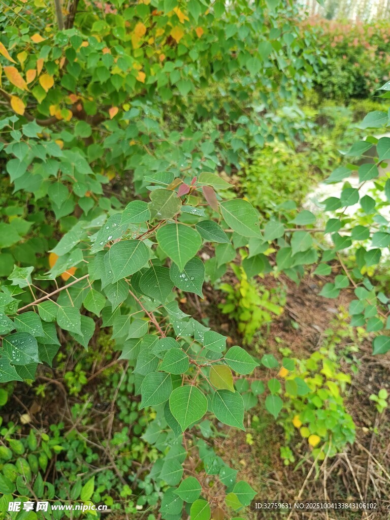 繁茂绿植