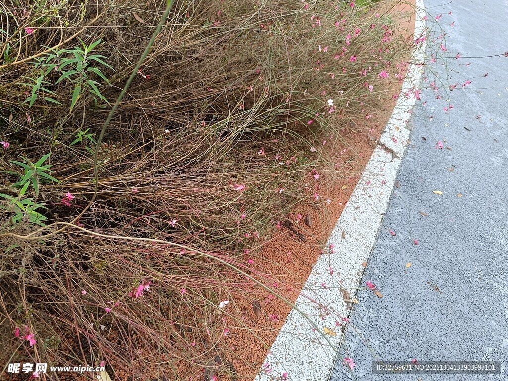 路边的杂草景观