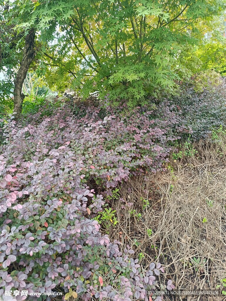 山坡多彩植物景观