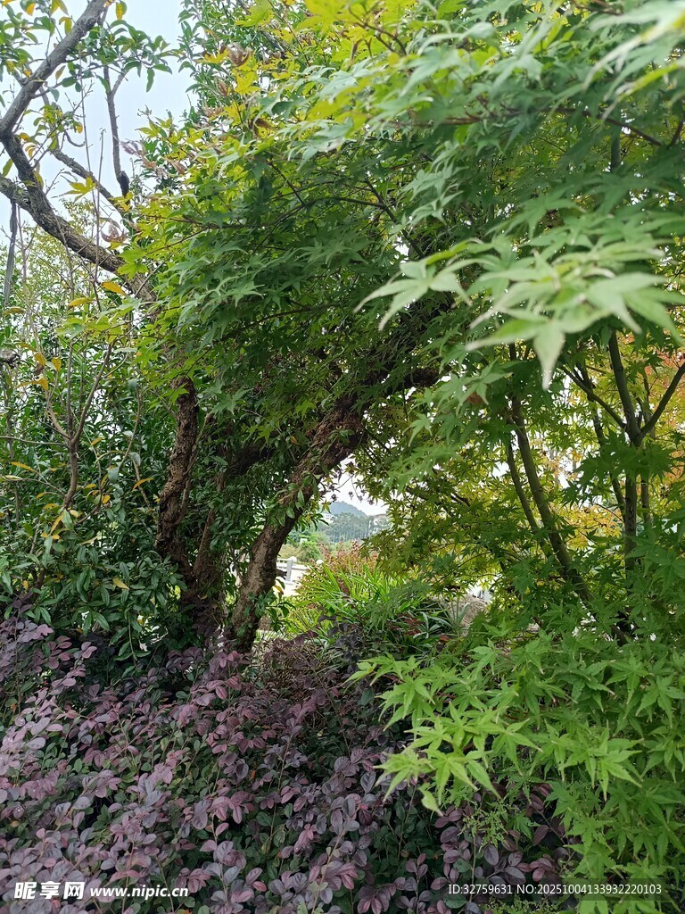 绿意盎然的林间景致