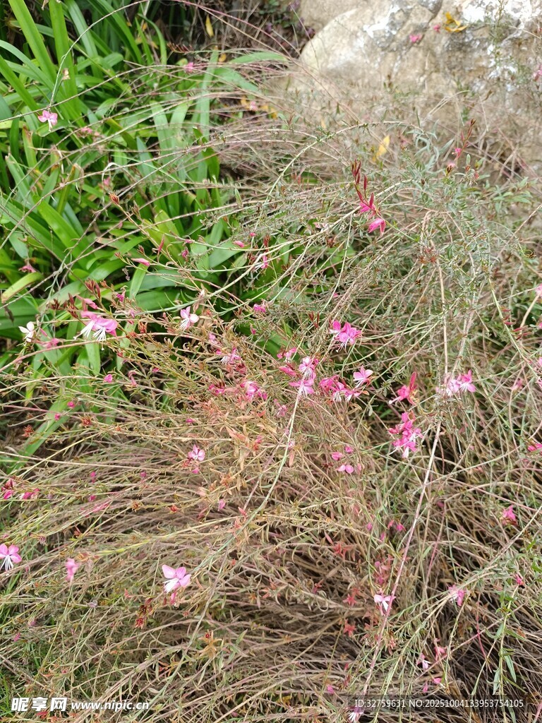 草丛中的粉色小花