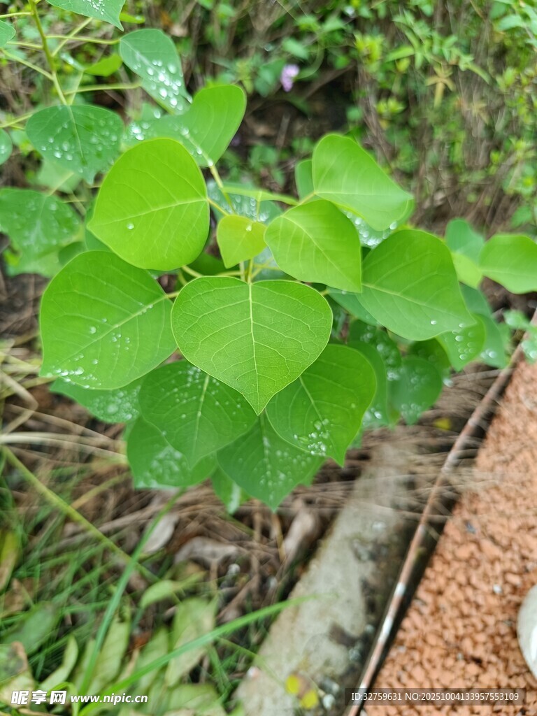 绿叶丛生的林间植物