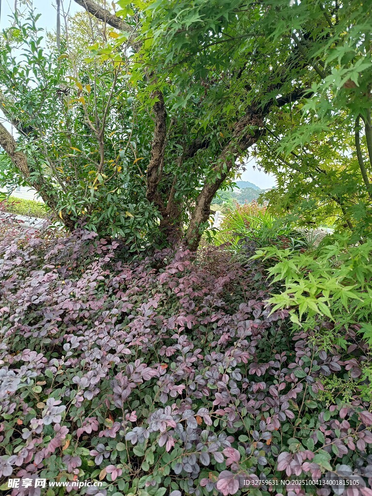 林间多彩植物景观