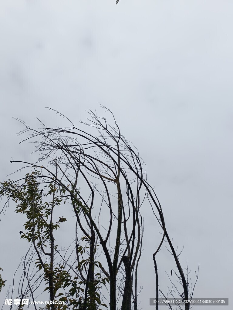 狂风中弯折的枯树枝