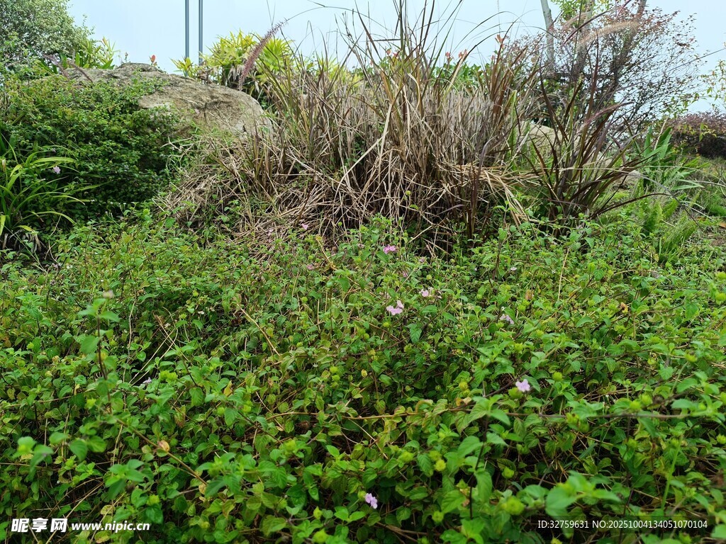 野外繁茂绿植景观