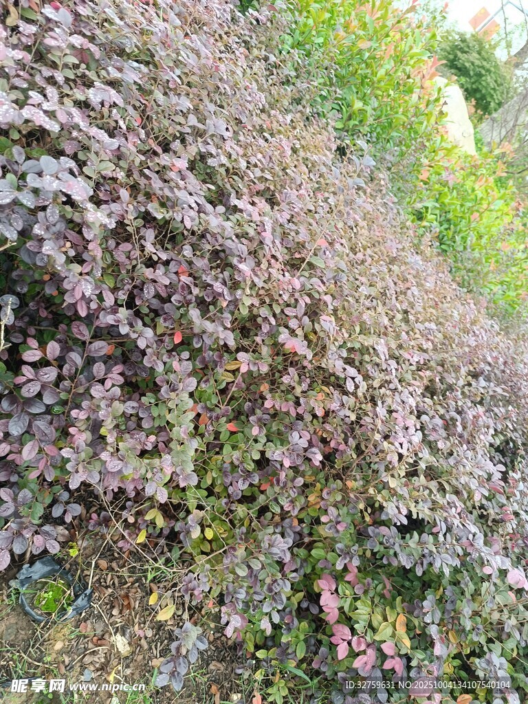 山坡上的多彩植物景观
