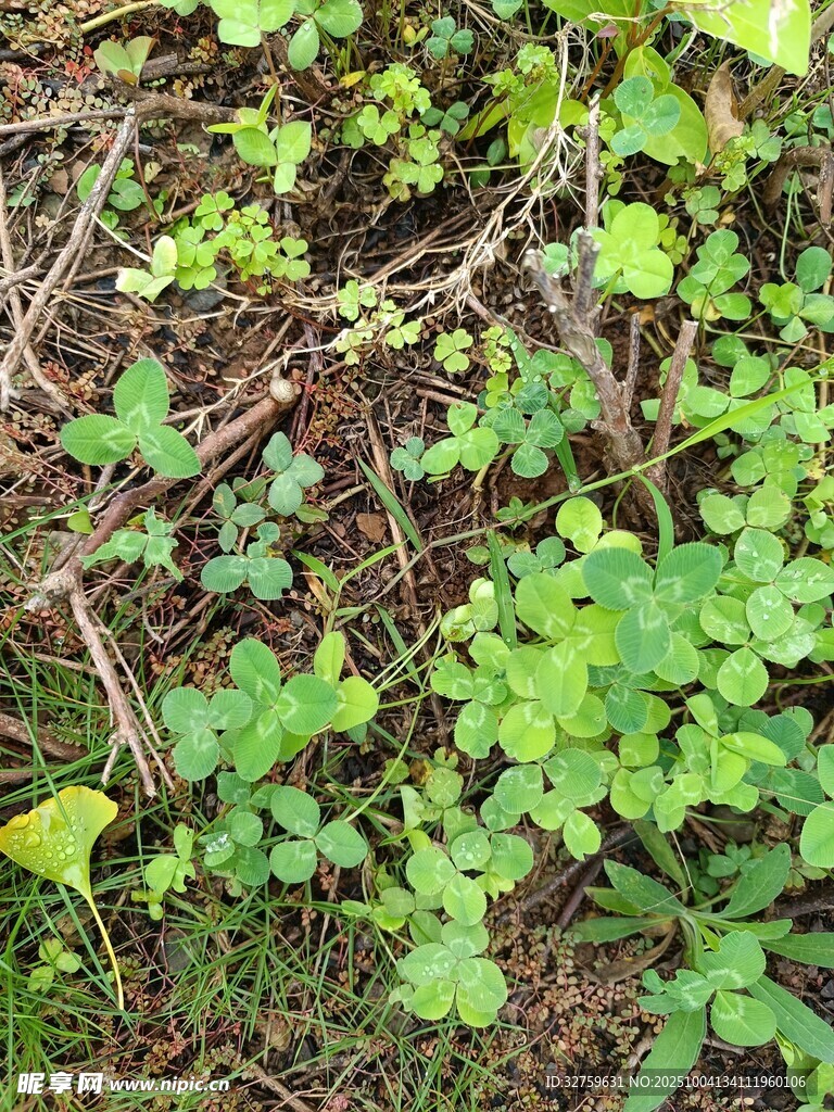 地面生长的嫩绿藤蔓植物