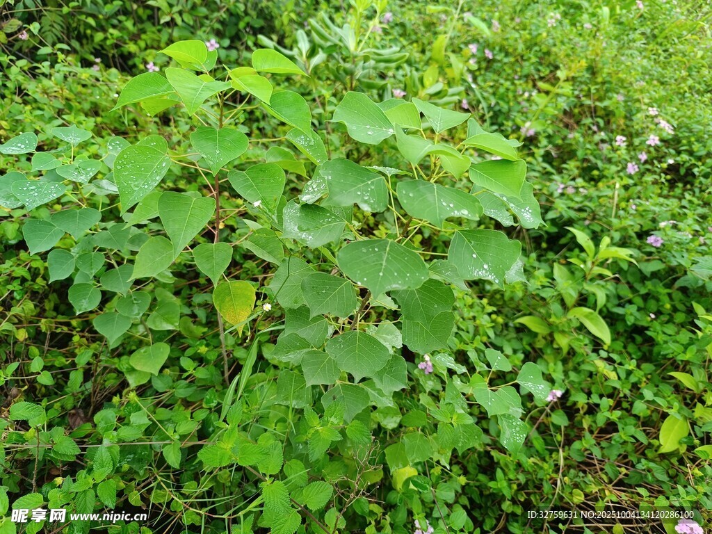 繁茂绿植景观