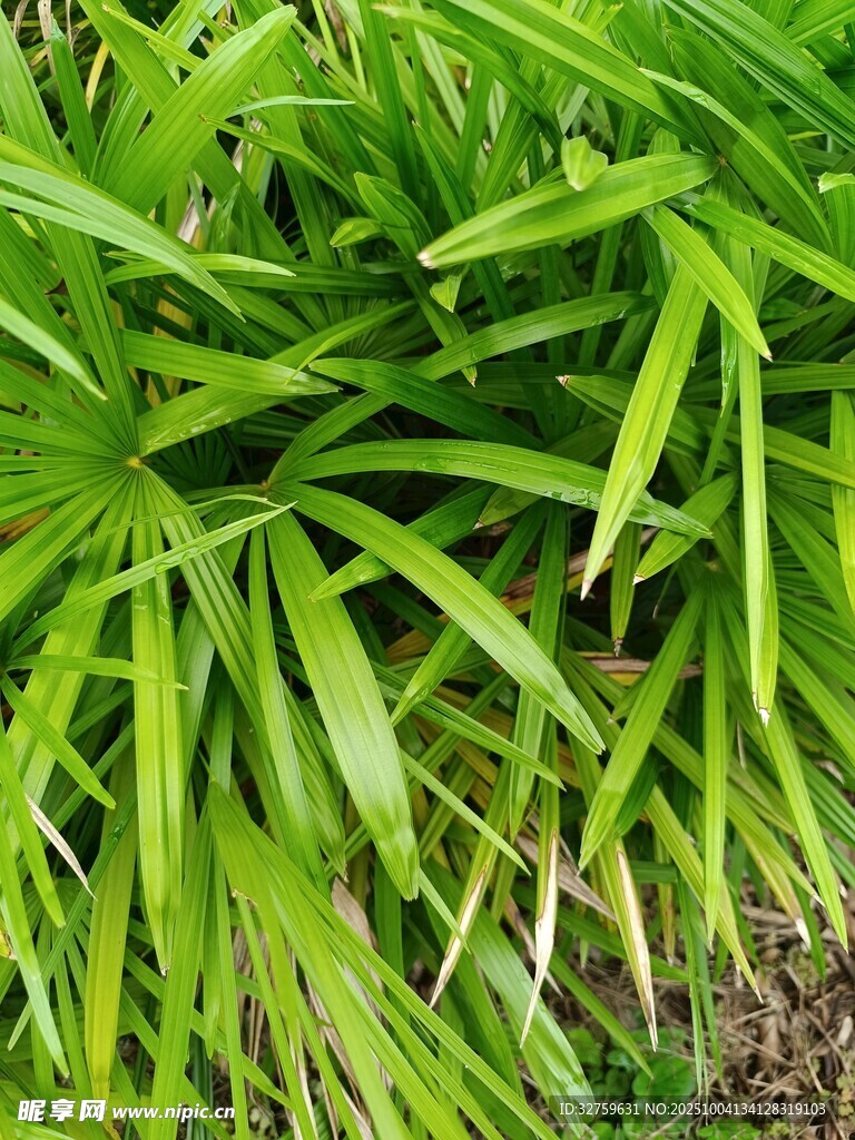 翠绿繁茂的长条状植物叶片