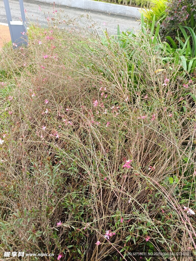 野外杂乱生长的枯萎植物