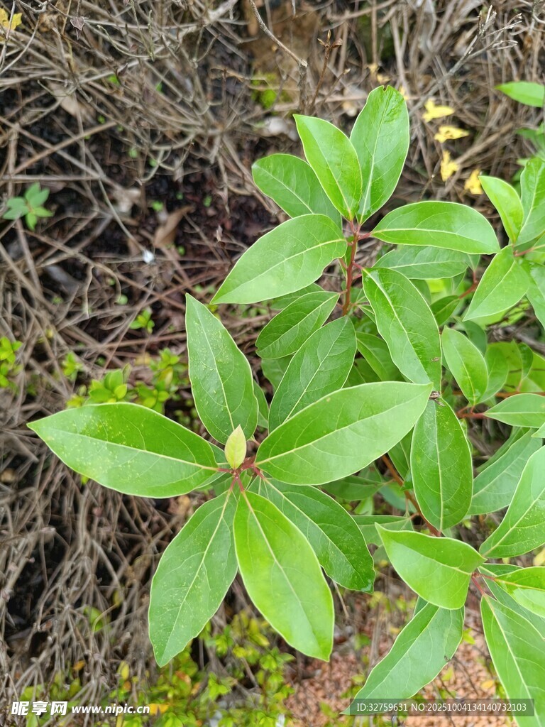 绿叶植物特写