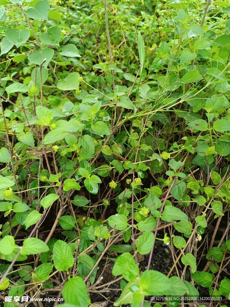 茂盛绿植景观