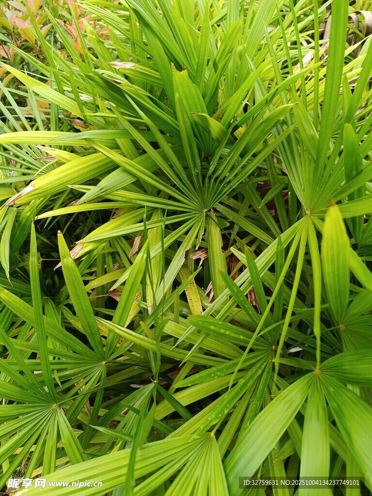 翠绿丛生的热带植物叶片