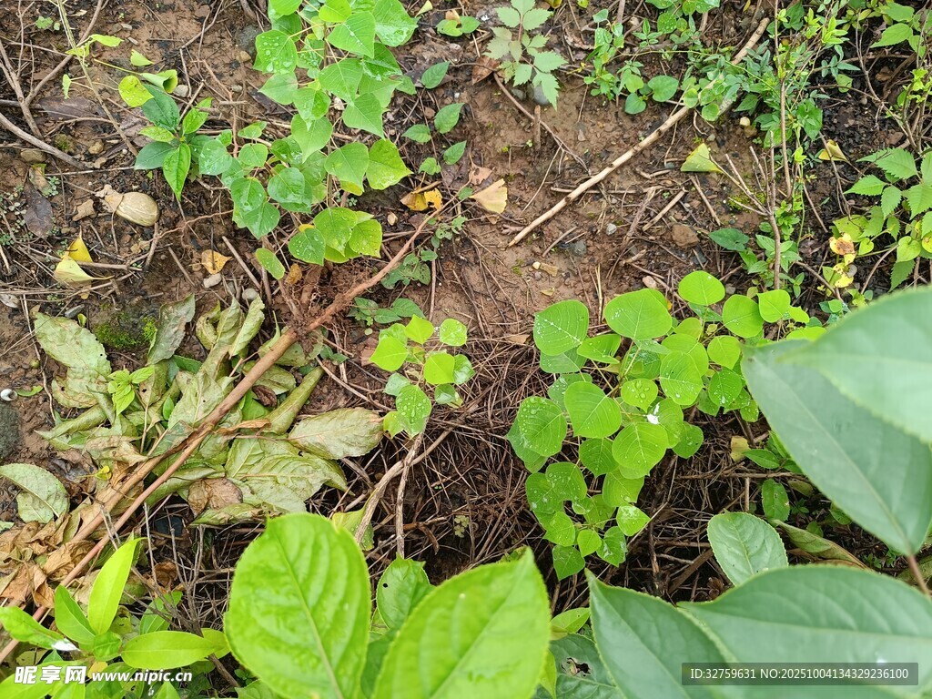 野外繁茂绿植景象