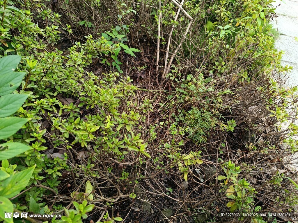 繁茂绿植景观