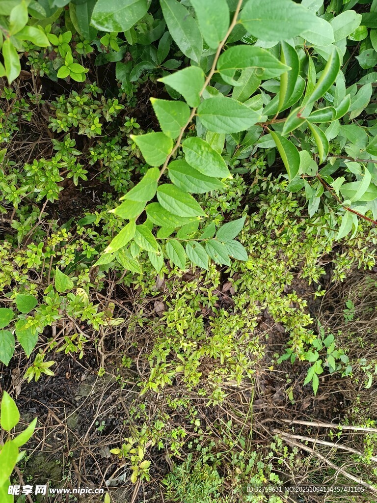 地面绿植景象