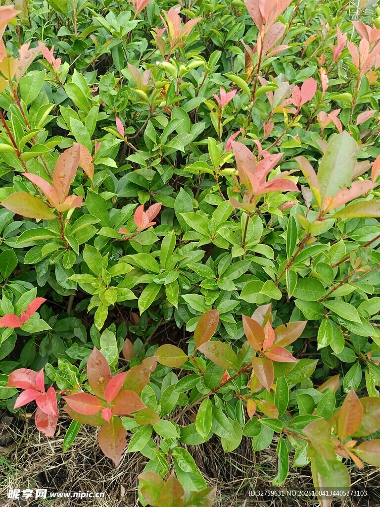 多彩叶片的绿植景观