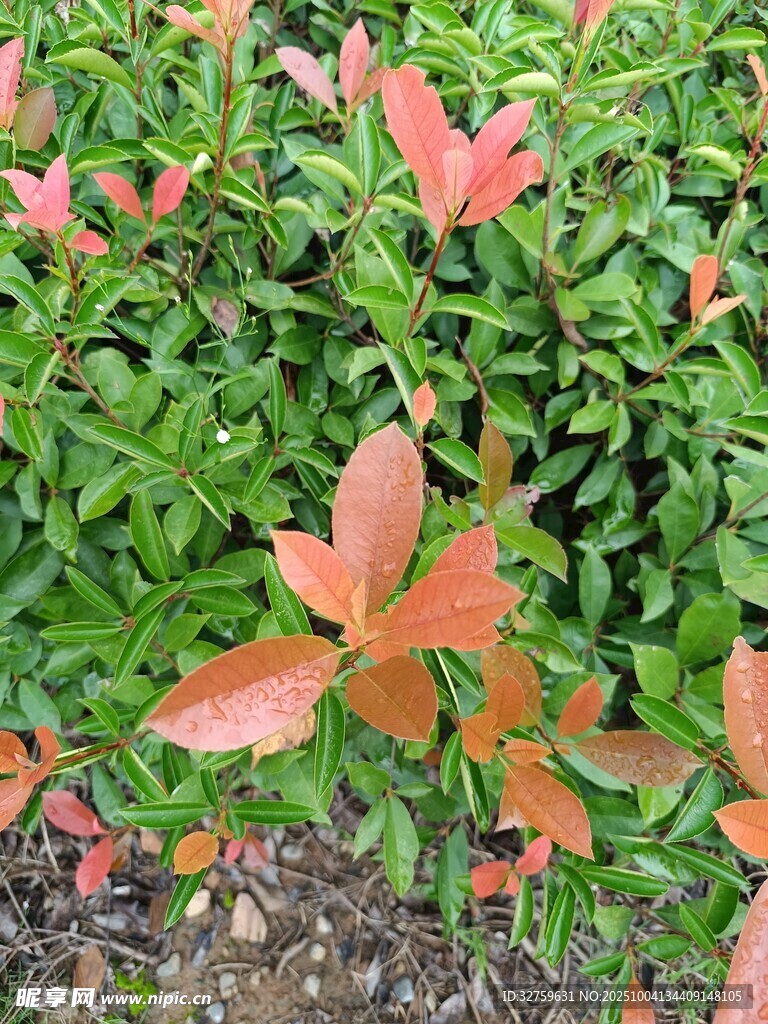 红叶绿叶相间的植物景观