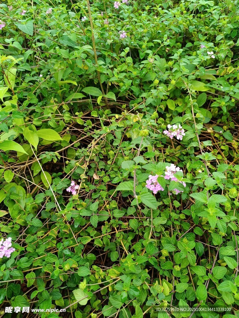 草丛中的粉色小花