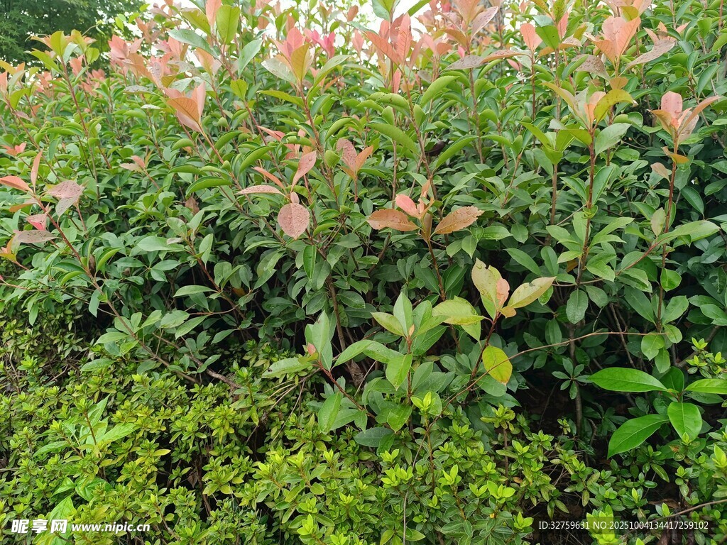 多彩灌木植物景观