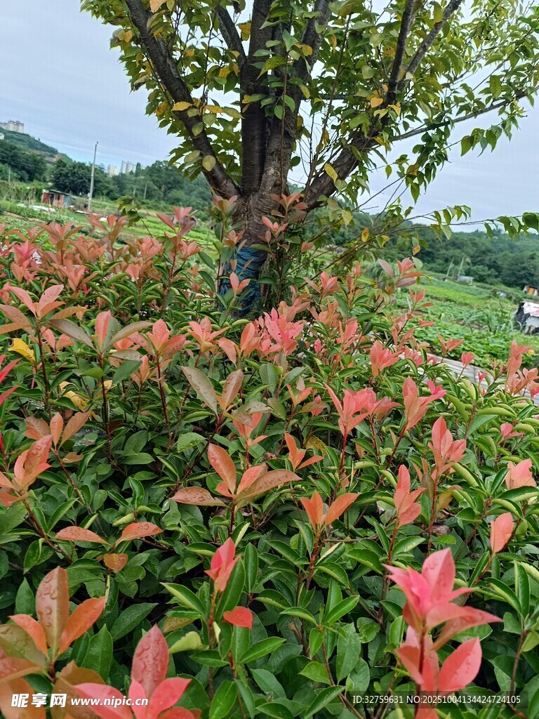 繁花绿树间的自然美景