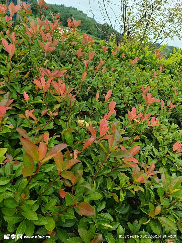 山坡上色彩斑斓的植物