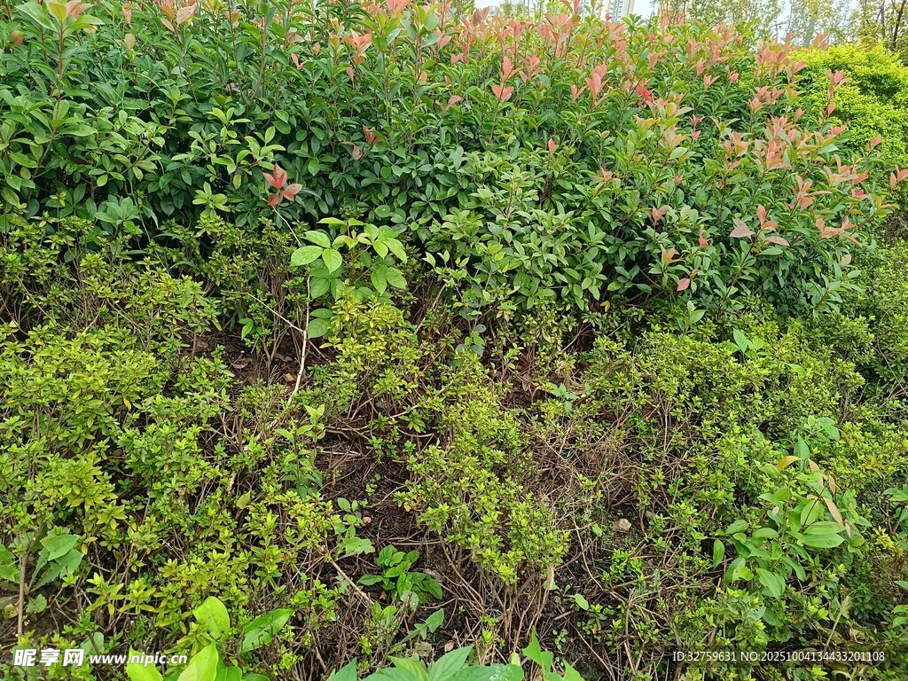 繁茂绿植景观