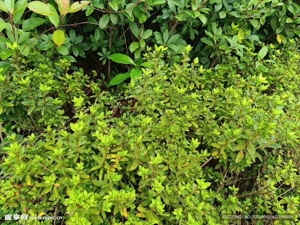 翠绿繁茂的地面绿植景观