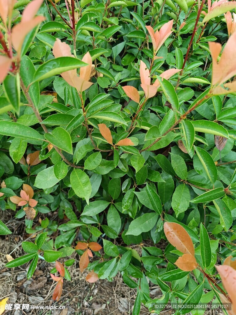 绿叶植物特写