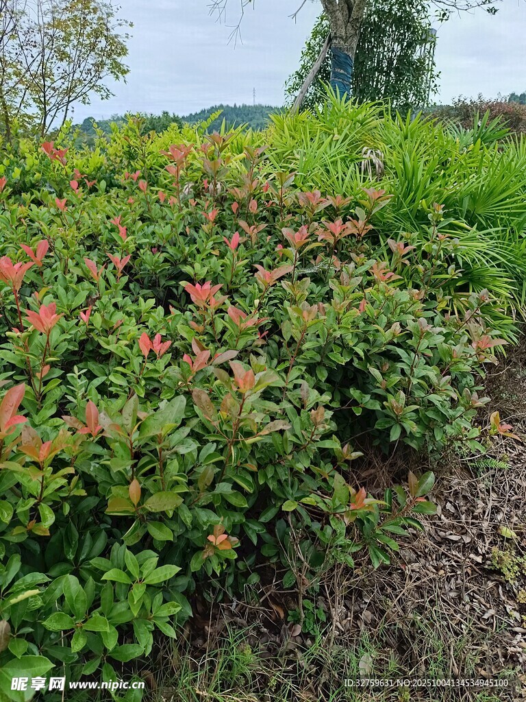 多彩绿植景观