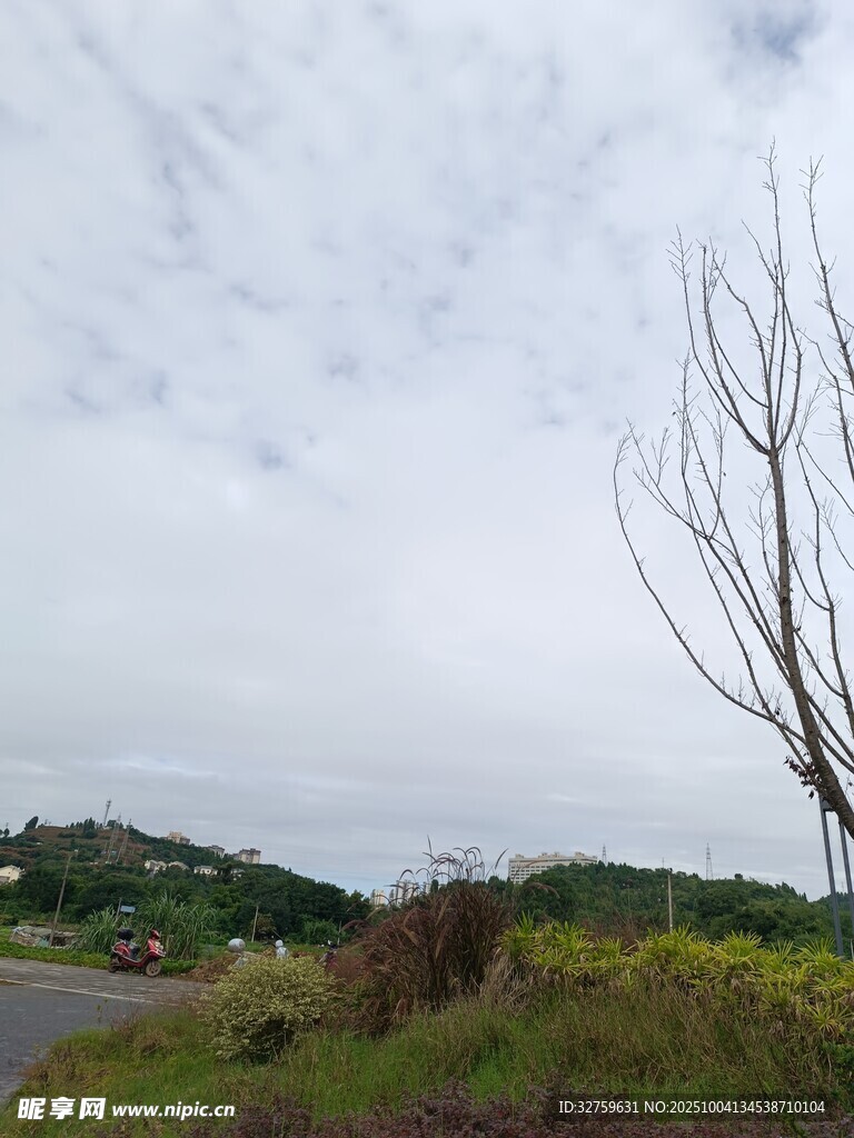 郊外枯树与葱郁植被景观
