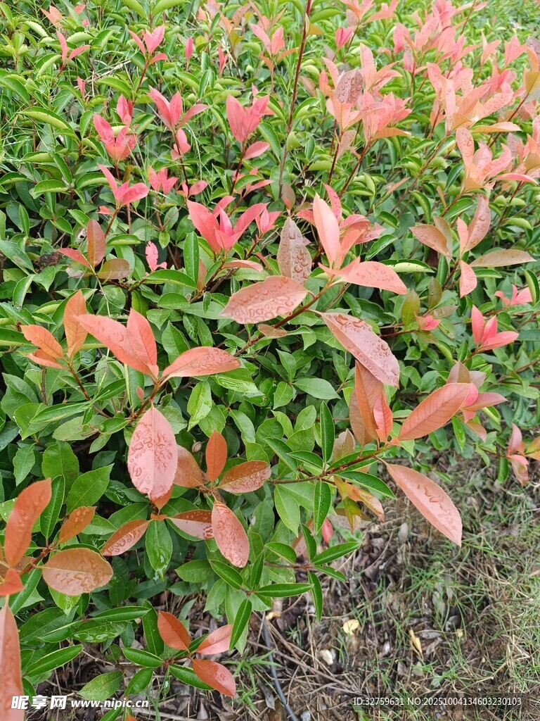 红叶灌木景观