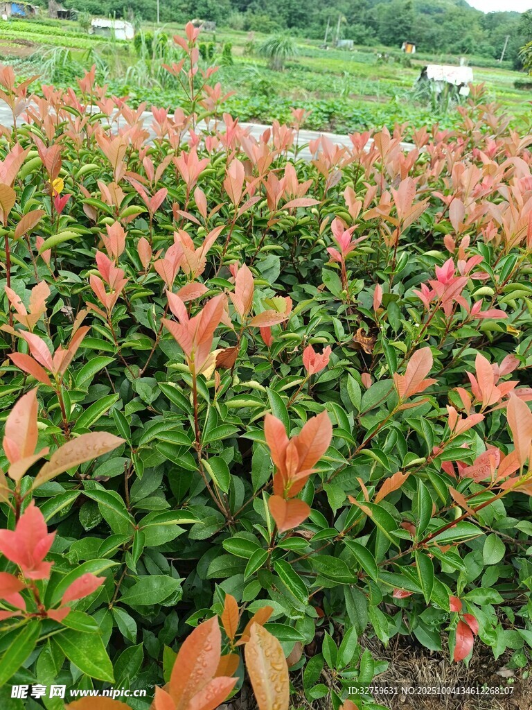 多彩红叶植物景观