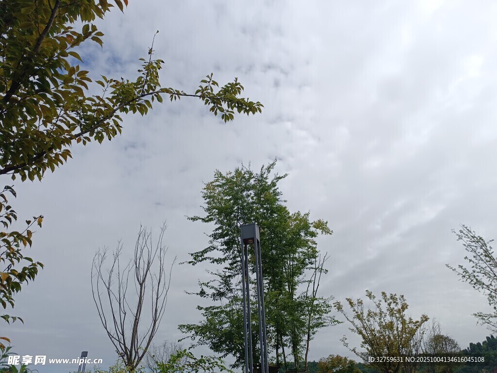 户外树木与天空景致