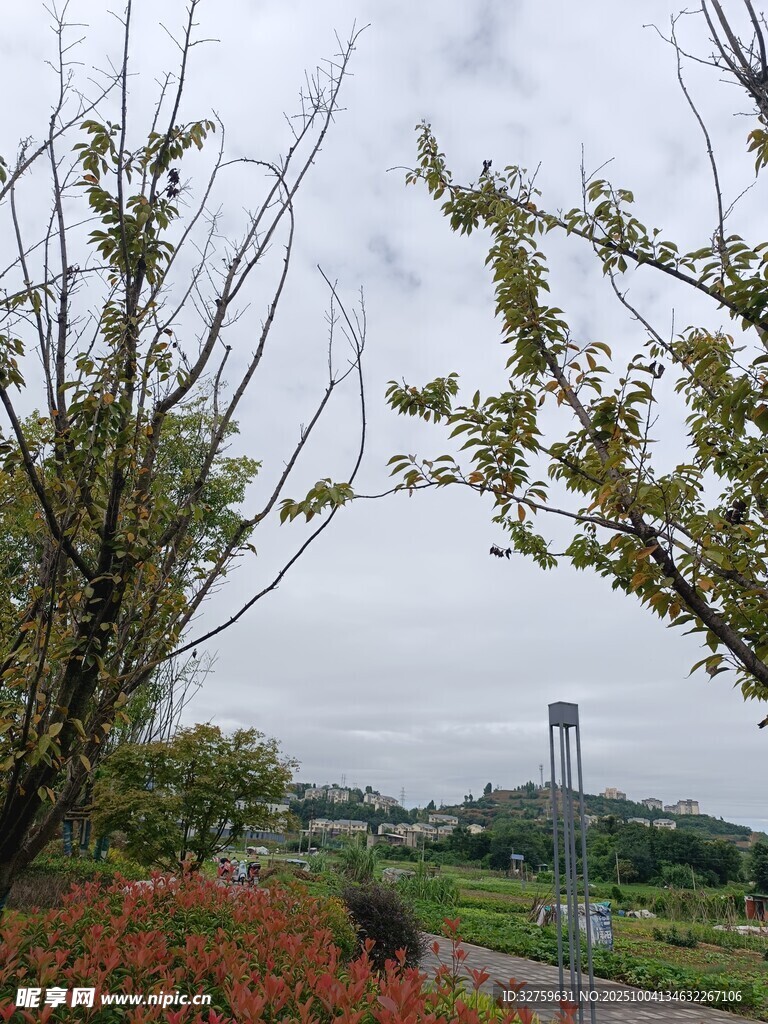 郊外风景中的繁茂树木