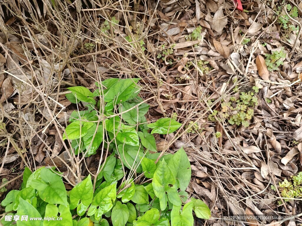地面生长的嫩绿植物