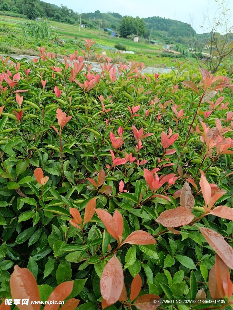 多彩叶片的繁茂植物景观