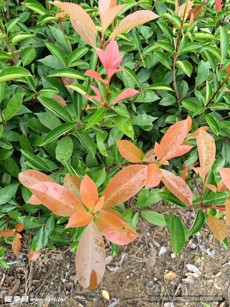 彩叶植物特写