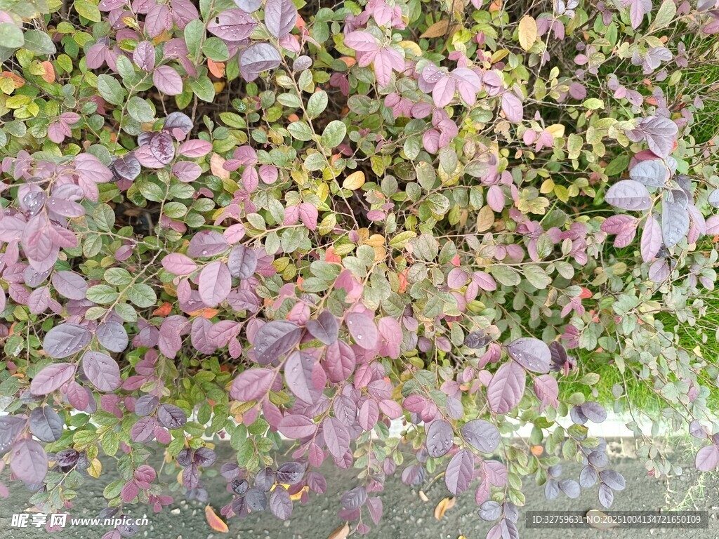 多彩多肉植物特写