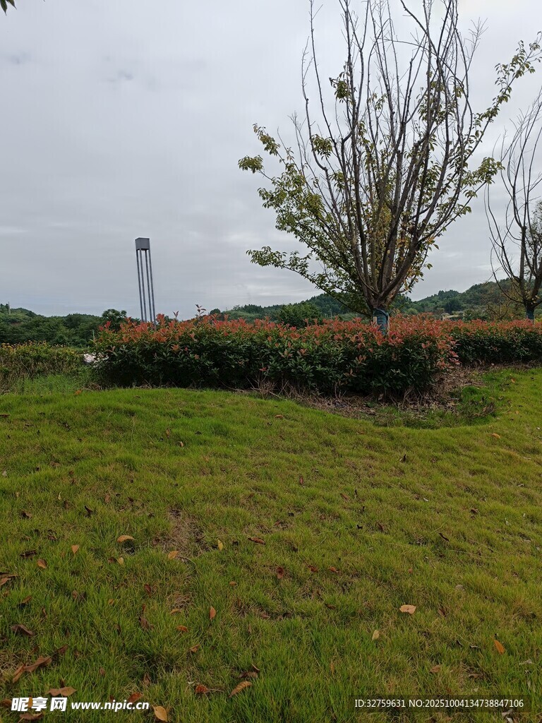 户外草地树木景观