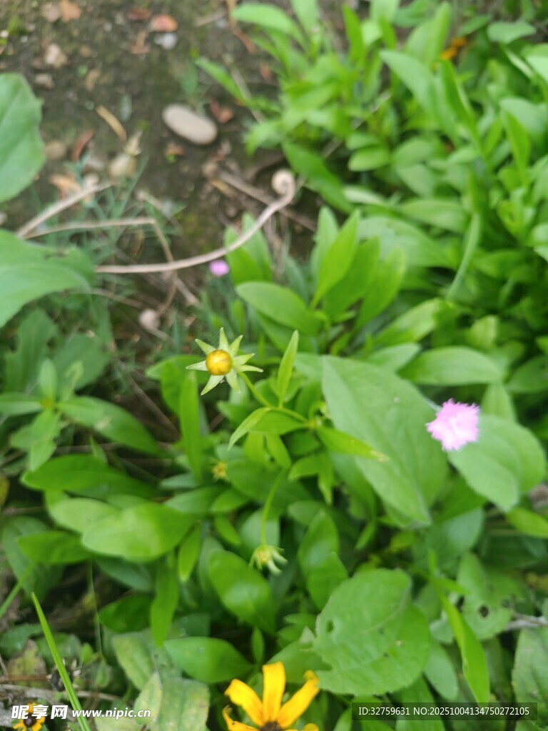 草丛中的多彩小花