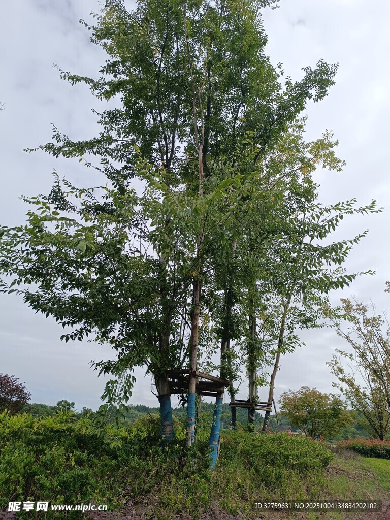 路边挺拔绿树景观