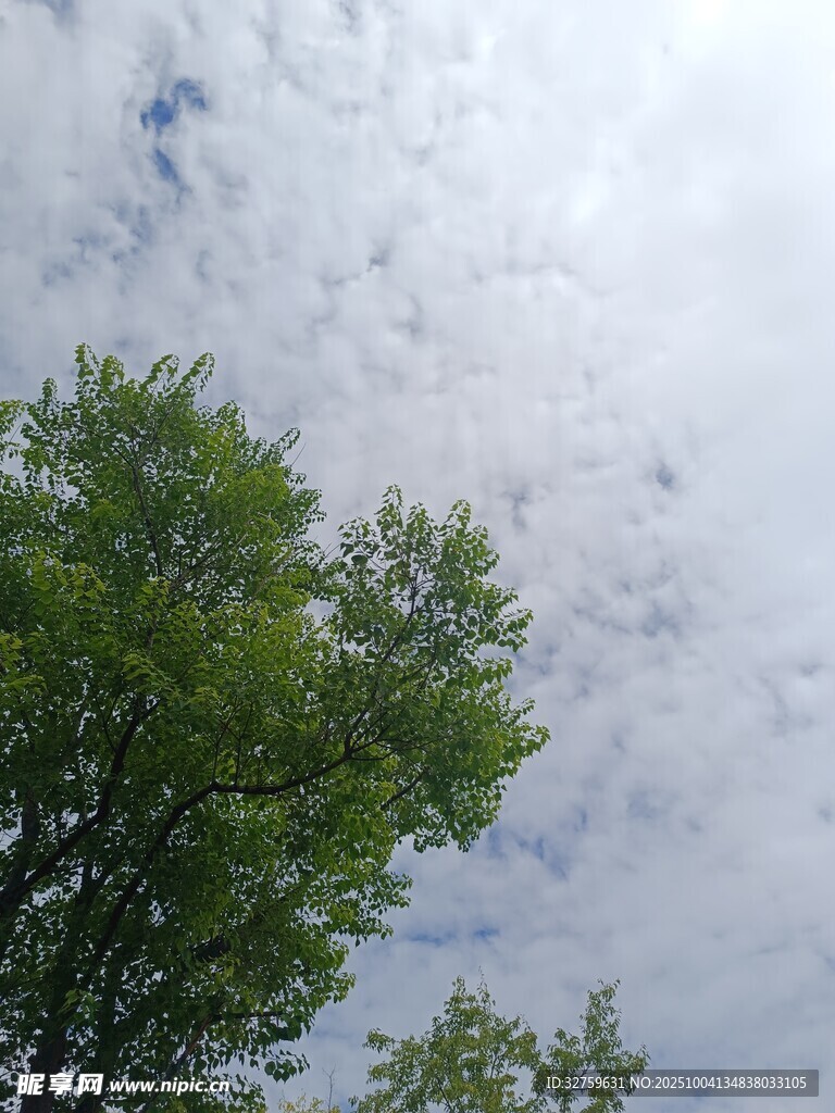 绿树映衬下的蓝天白云