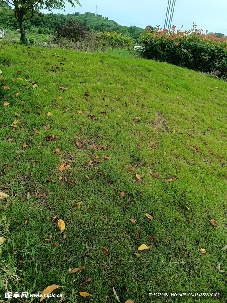 绿意盎然的草地风景