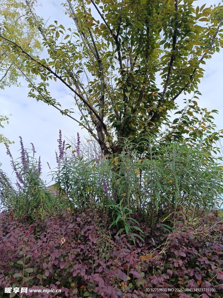 树下多彩植物景观
