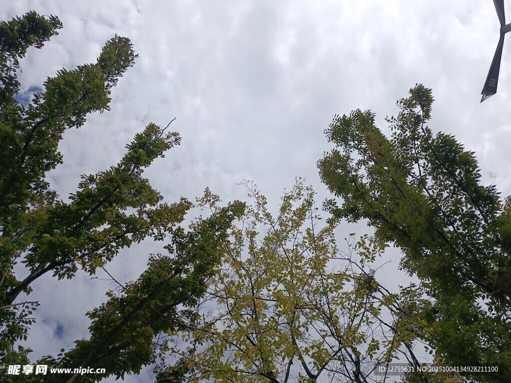 仰视树林与天空景象