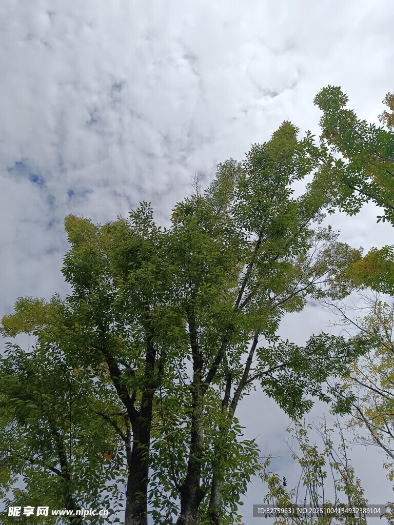 绿树映蓝天 